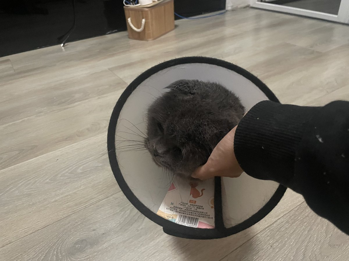 Okay im too lazy to draw it today soo heres my cat Mqqueen (my sisters cat) say hi to him (he got his weewee chopped💔) , imma practice on flash and draw tomorrow