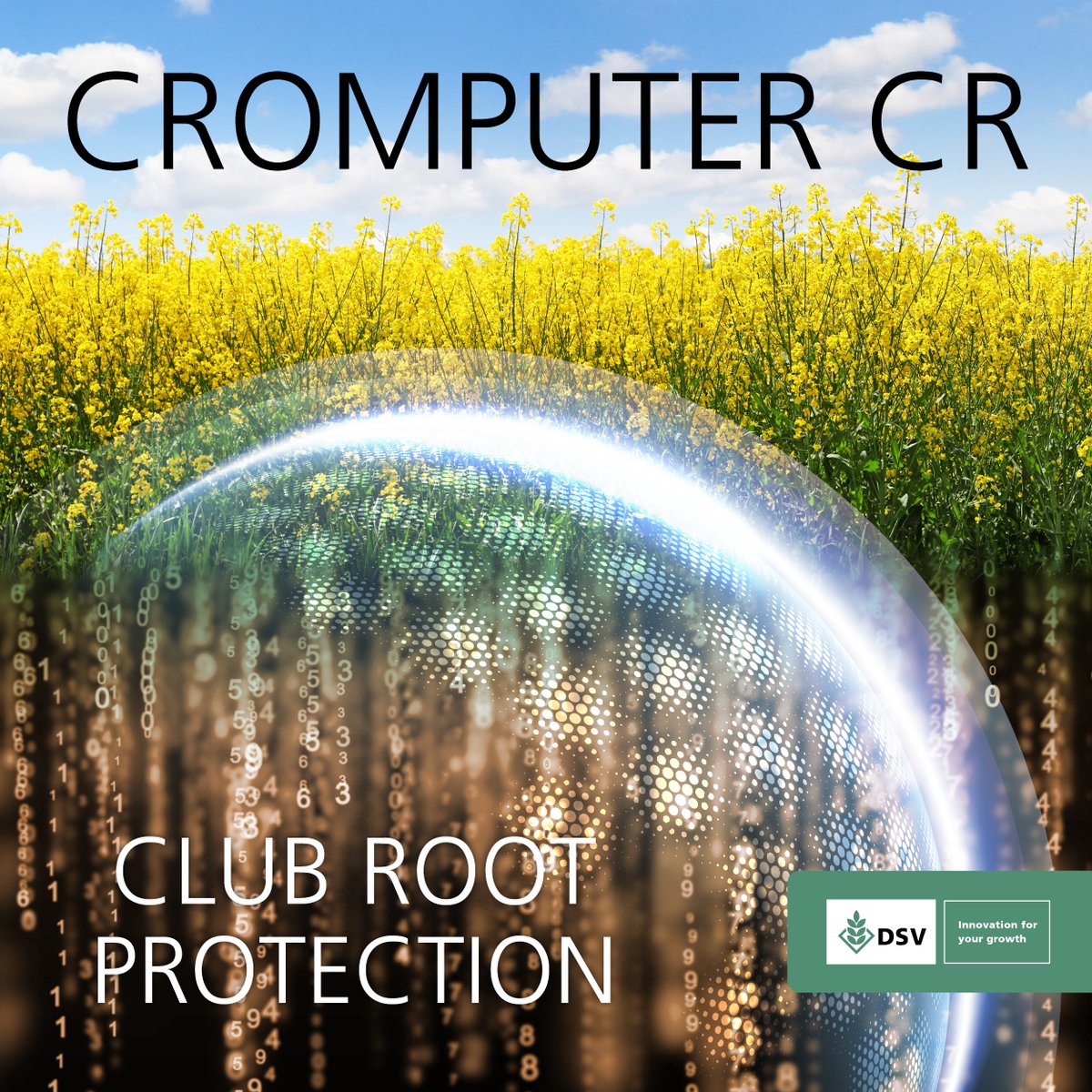 DSV Cromputer CR 🧑‍🌾

🟡 High early vigour
🟡 Strong disease package
🟡 Low risk of frost damage 
🟡 Produces tall plants with a compact canopy
🟡 Later flowering, enabling growers to better manage workload

Find out more: dsv-uk.co.uk/sorte/16856