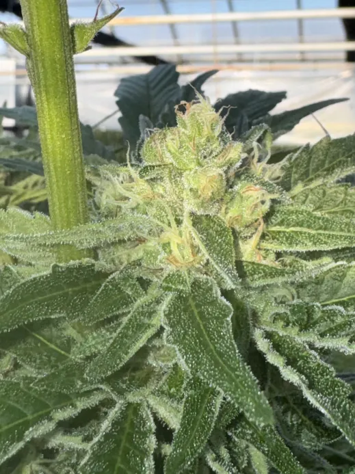 Skunk Devil Genetics tweet media