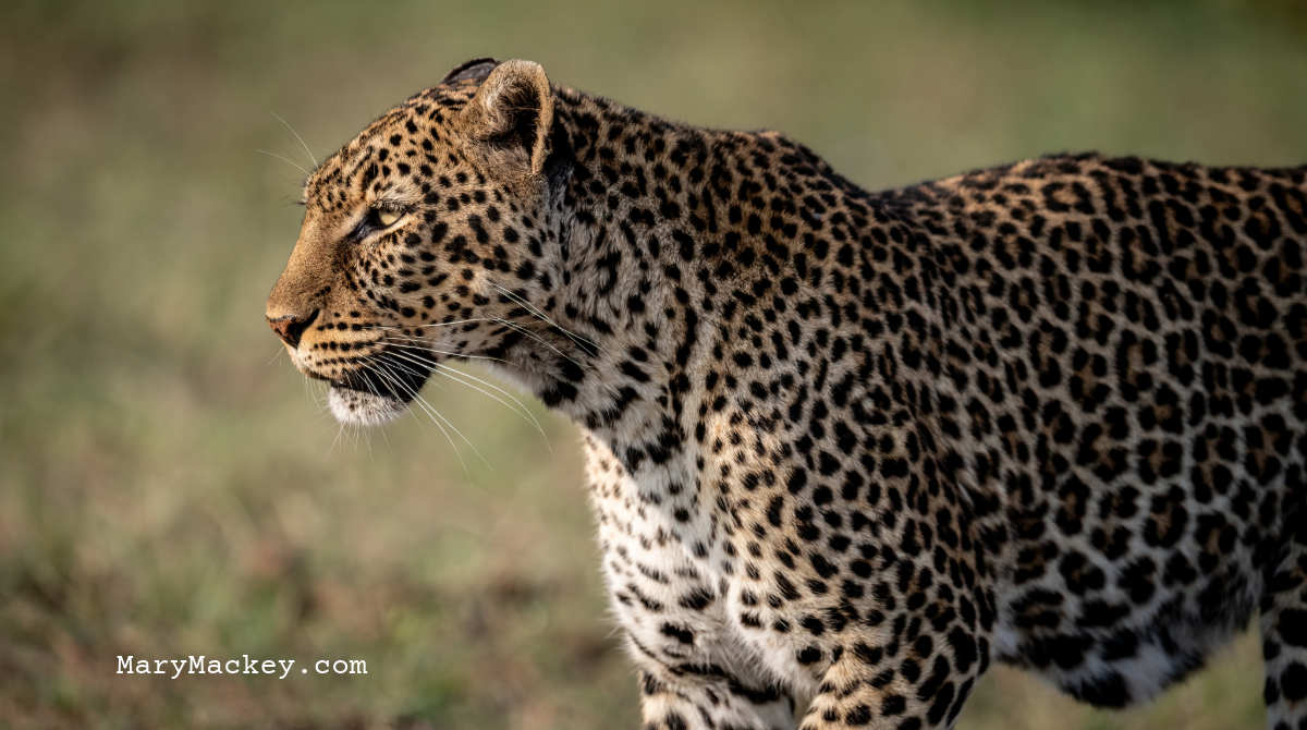 Mary Mackey (@mmackeyauthor) on Twitter photo When Jaguars Licked Salt from My Hands
Listen here: bit.ly/3M1Br4B
#PoetryLovers #poems #poetry #PoetryCommunity #PoetryTwitter When Jaguars Licked Salt from My Hands
Listen here: bit.ly/3M1Br4B
#PoetryLovers #poems #poetry #PoetryCommunity #PoetryTwitter