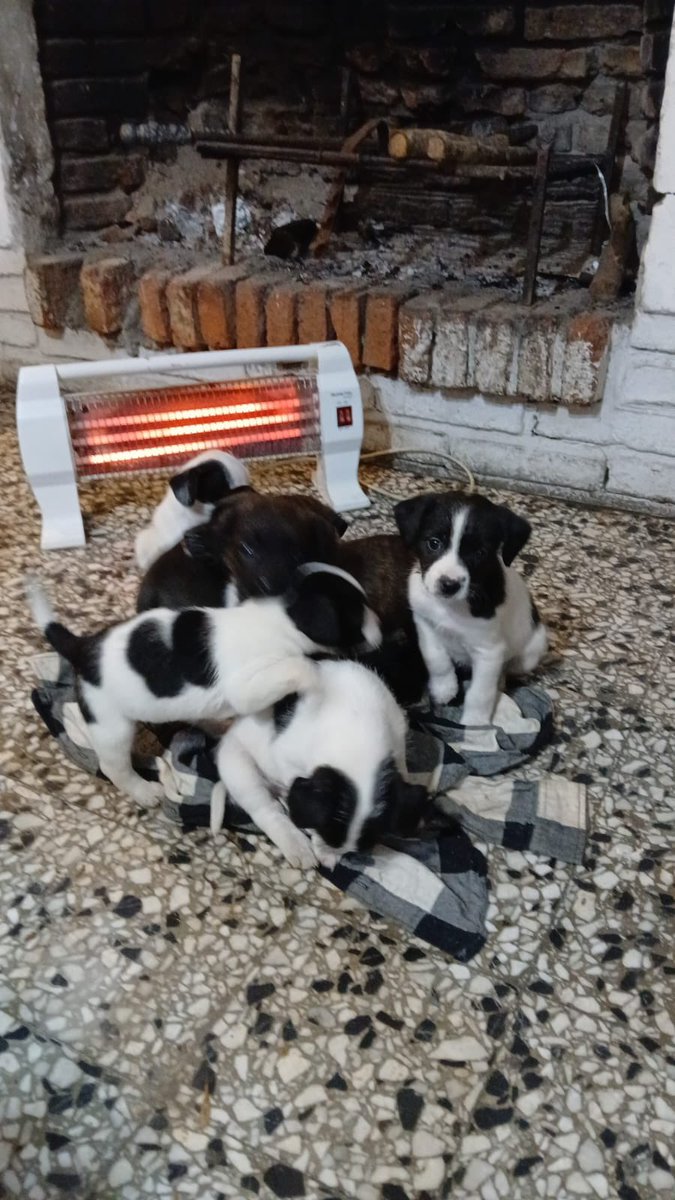 redbicheraoficialuruguay tweet media