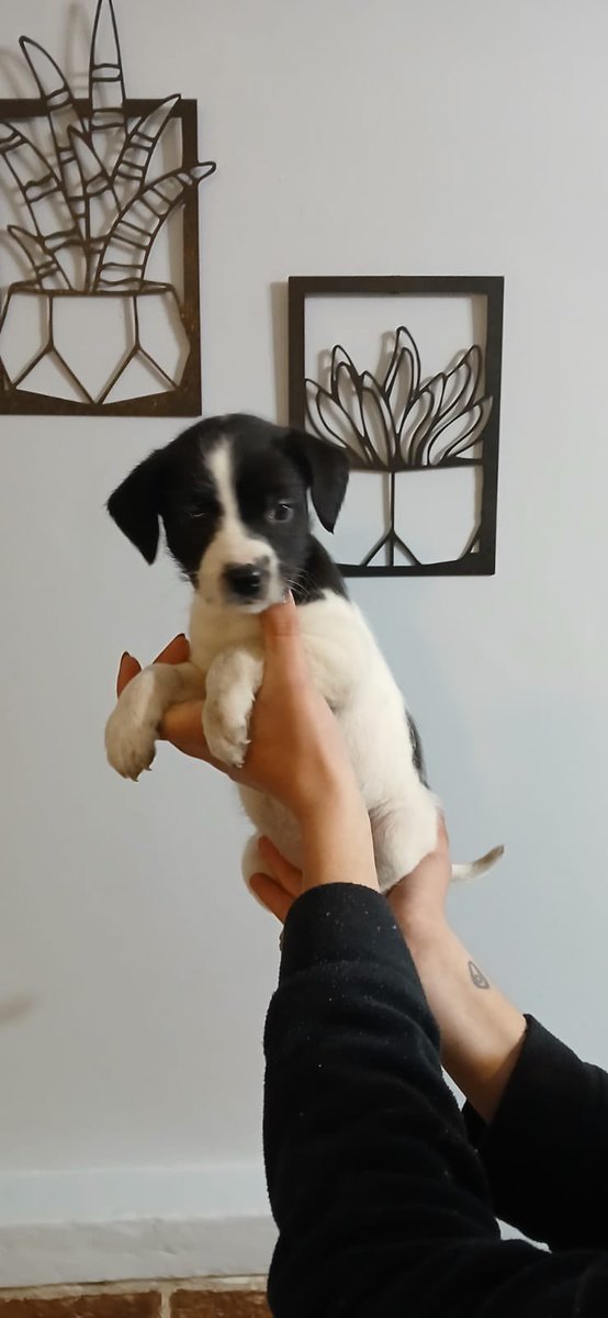 😍 BEBÉS EN ADOPCIÓN! 😍
Juli, Pedro, Suri, Eimy y Vela.
🤍💛💕
Si te enamoraste, escribinos