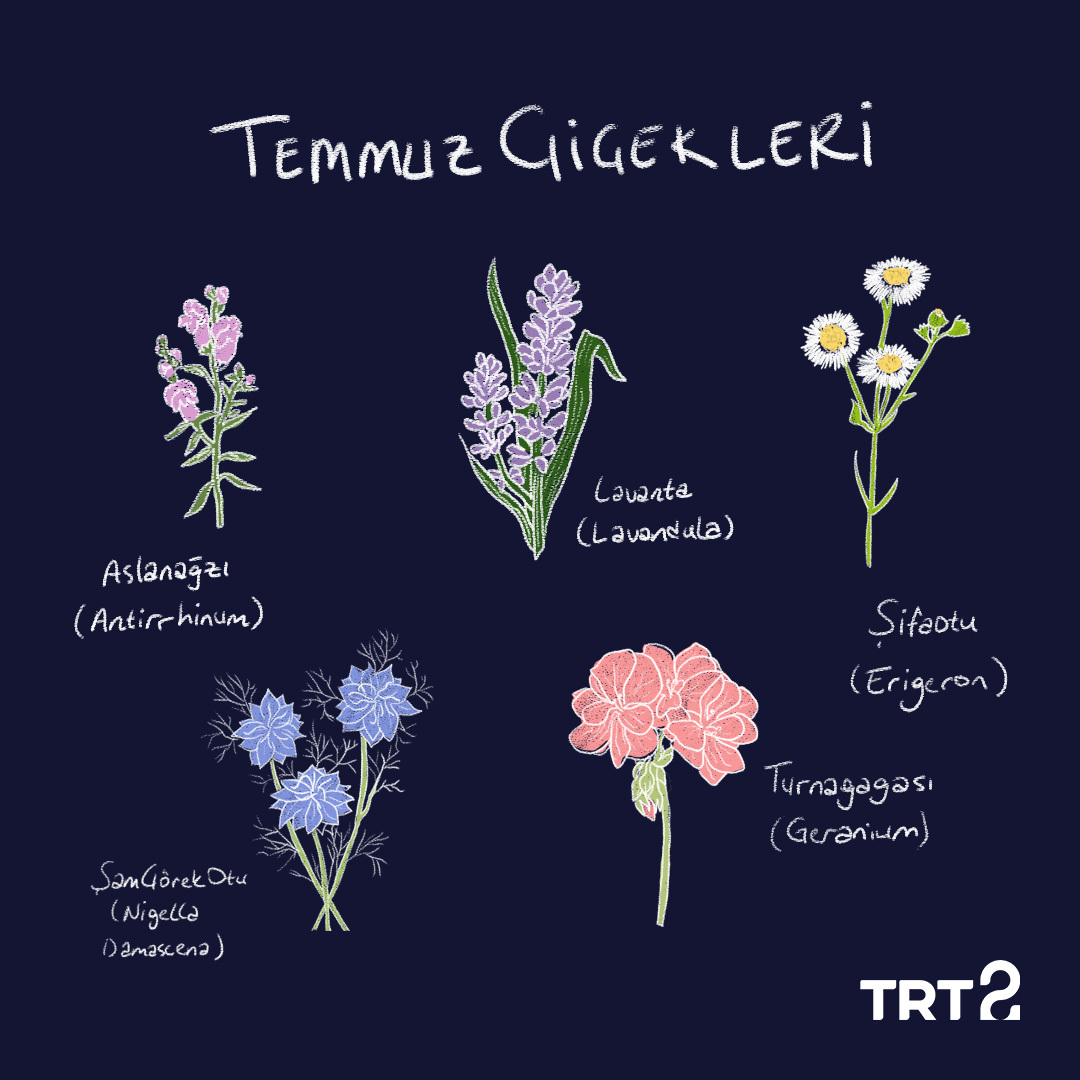 Temmuz ayının bahçeleri süsleyen rengârenk çiçeklerine “Merhaba!” diyelim! 🌼