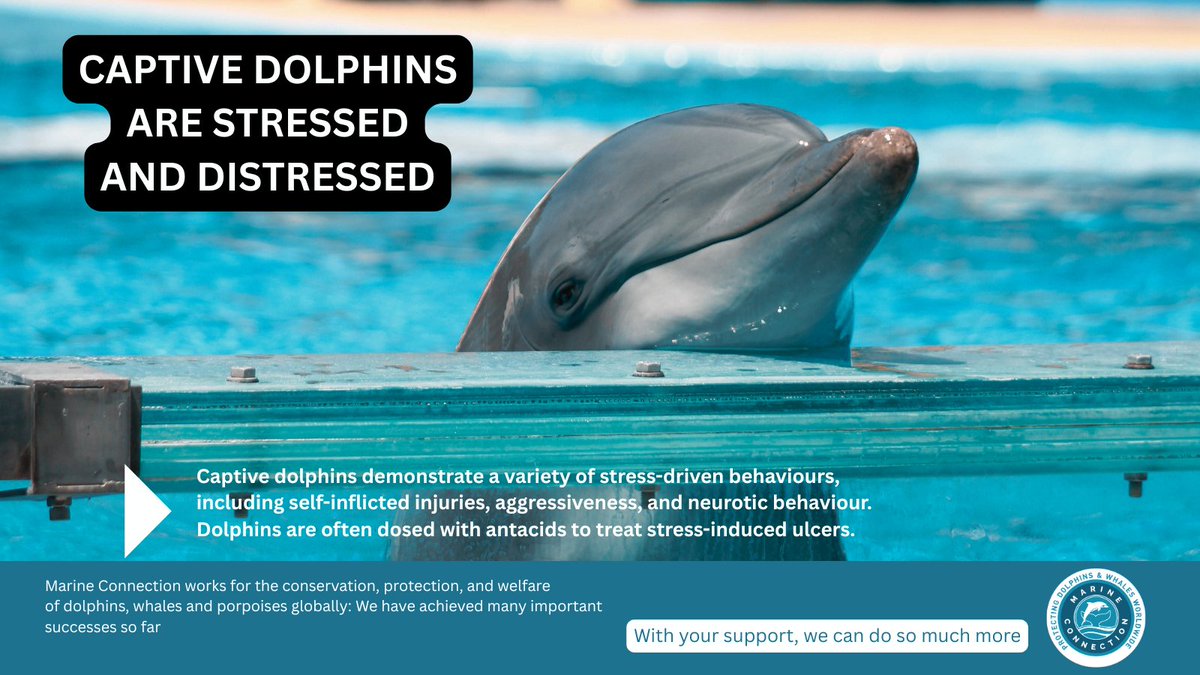 MC_org's tweet image. World Day for Captive Dolphins takes place on 4th July every year to remember the 3,000+ dolphins confined in concrete tanks/sea pens-leading unnatural lives and deprived of everything they need to thrive.
Marine Connection will continue raising awareness about this cruelty.