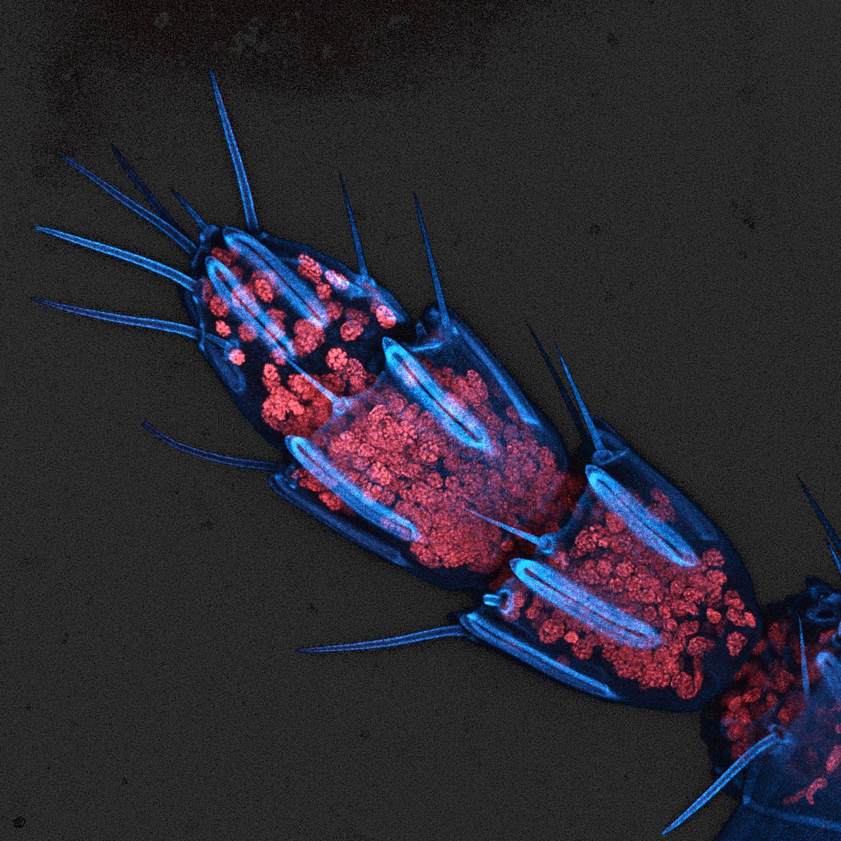 Have a nice #FluorescenceFriday! This is the tip of a fig wasp antenna with auto-fluorescence in blue and DNA in red! These insects are very very tiny