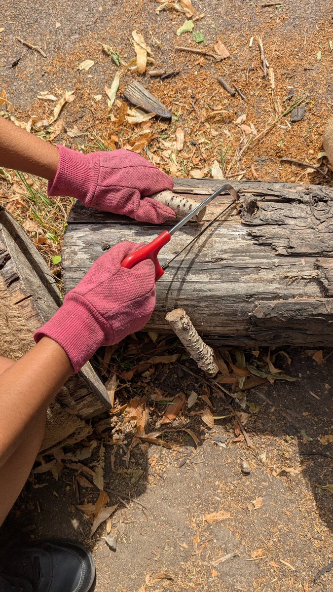 Our Busy Bees demonstrated great perseverance and determination as they helped to saw some wood and start  our fire today <a href="/CTS_Watford/">Cherry Tree Primary School</a> <a href="/headcherrytree/">Cherry Tree Headteacher</a> <a href="/CherryTreePST/">Pastoral Team</a> <a href="/MrLittleboyCTS/">MrLittleboyCTS</a> <a href="/MissMarshallCTS/">Miss Marshall</a>