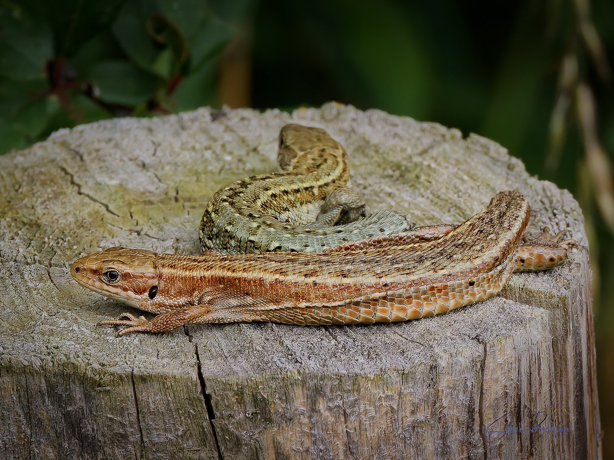 bentos1368's tweet photo. From Wednesdays circuit of Kenfig Pool we found this Common Lizard sunning itself on a fence post for several minutes and allowed us to get really close  
A pair of the same at another post leapt into the vegetation as soon as they saw us
@WTSWW @RSPBCymru #lizards #om1 #kenfig https://t.co/SEAf0fJpTr