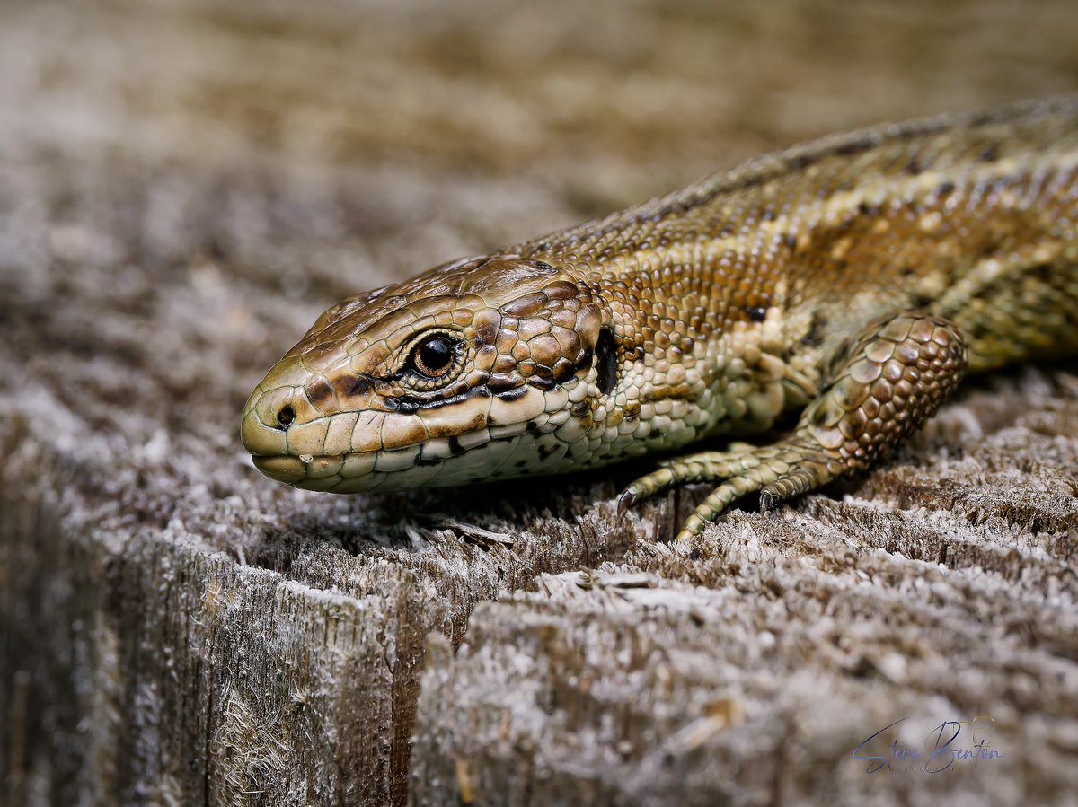 bentos1368's tweet photo. From Wednesdays circuit of Kenfig Pool we found this Common Lizard sunning itself on a fence post for several minutes and allowed us to get really close  
A pair of the same at another post leapt into the vegetation as soon as they saw us
@WTSWW @RSPBCymru #lizards #om1 #kenfig https://t.co/SEAf0fJpTr