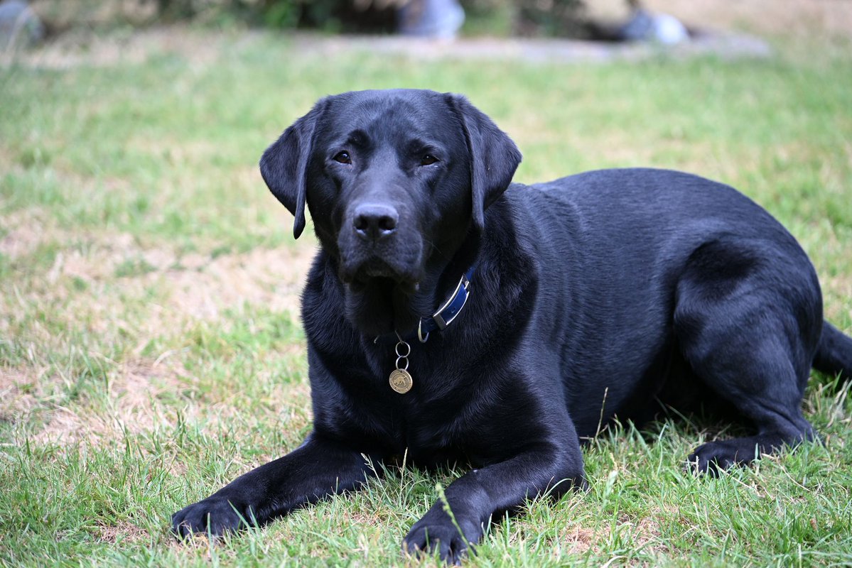 MedDetectDogs's tweet image. Our client, Demi's, conditions of Sinus Node Disfunction and PoTS cause her heartbeat to be uncontrollably high sometimes and drastically low at others and proved impossible to control with medication. This made her seriously unwell very suddenly, and the life she had planned…