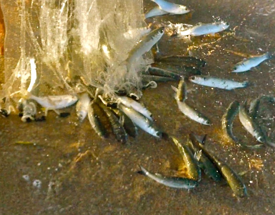 🎣😎 The Mullet Run tweet media