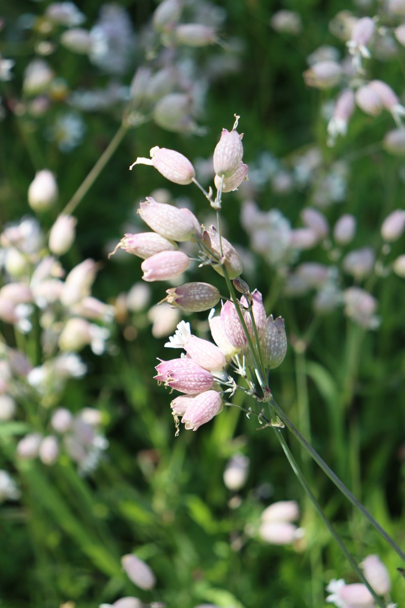 Bladder Campion
Silene vulgaris
Coireán na gcuach

A native perennial plant generally flowering from June to August.

Five petals, deeply divided into two lobes. 

The bladder / balloon-like feature has pinkish lines / veins. 

Attracts night-flying insects.

#WildflowerHour