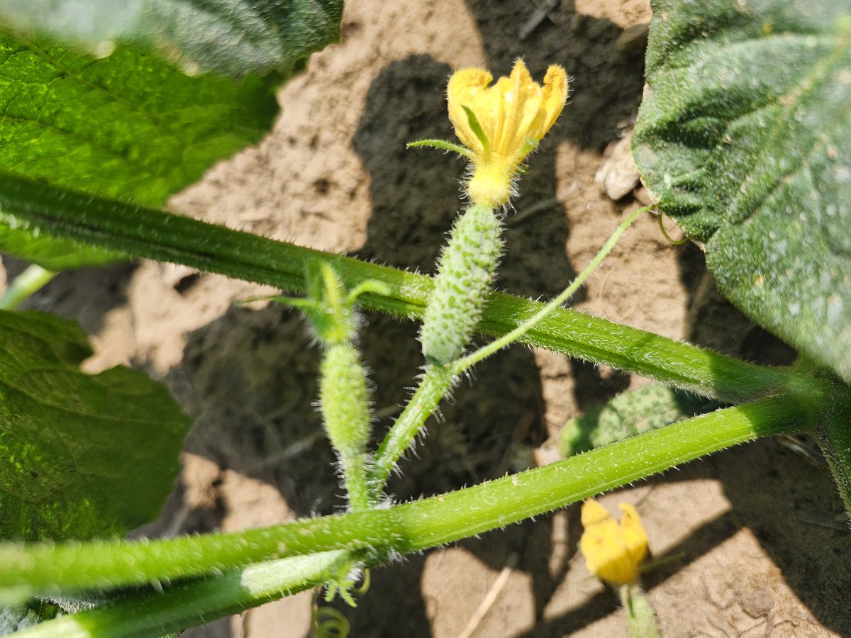 Our "summer" is nearing an end around here. #harvest25 is just around the corner. 🥒🥒🥒 #ontag #cdnag