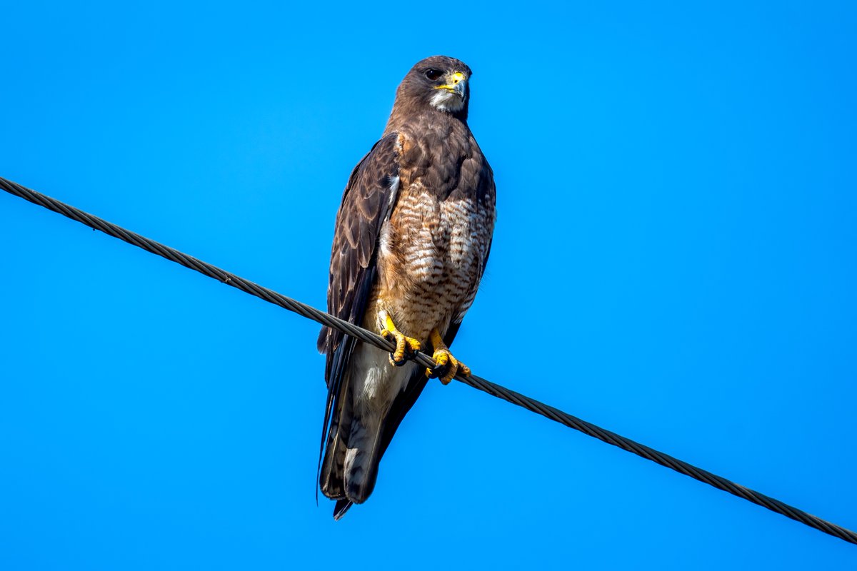 phylogenomics's tweet photo. A very regal Swainson's Hawk in #DavisCA. This was from yesterday, July 3. Today is #NoKings Day. #Birds #Wildlife #Raptors #California #Hawks https://t.co/GsS1yh6y3Z