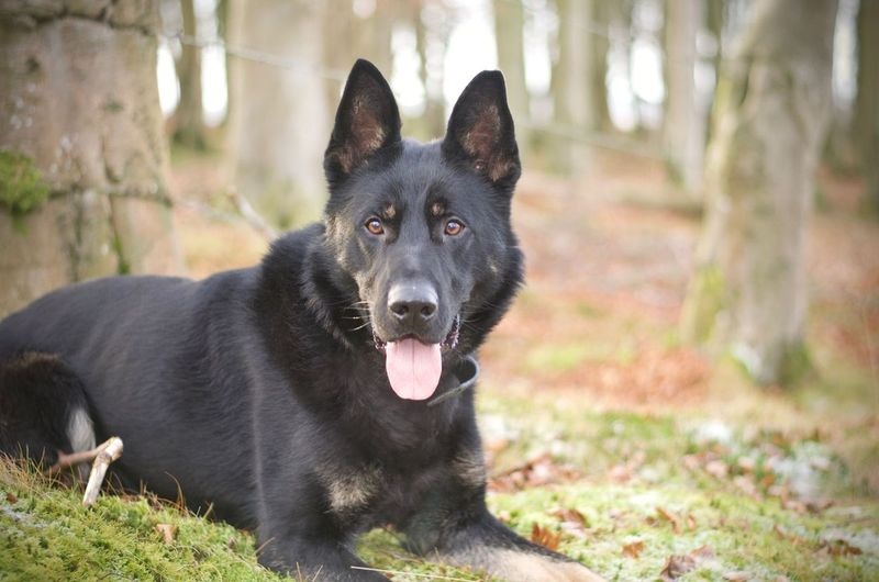 Remembering Police Scotland Police dog Rocky, who crossed the rainbow bridge on 4th July 2024 

"Rocky very sadly passed away on 4th July 2024, he served Dundee and the surrounding areas.
He is greatly missed by his handler and all who knew him. " 

No more information is held.
