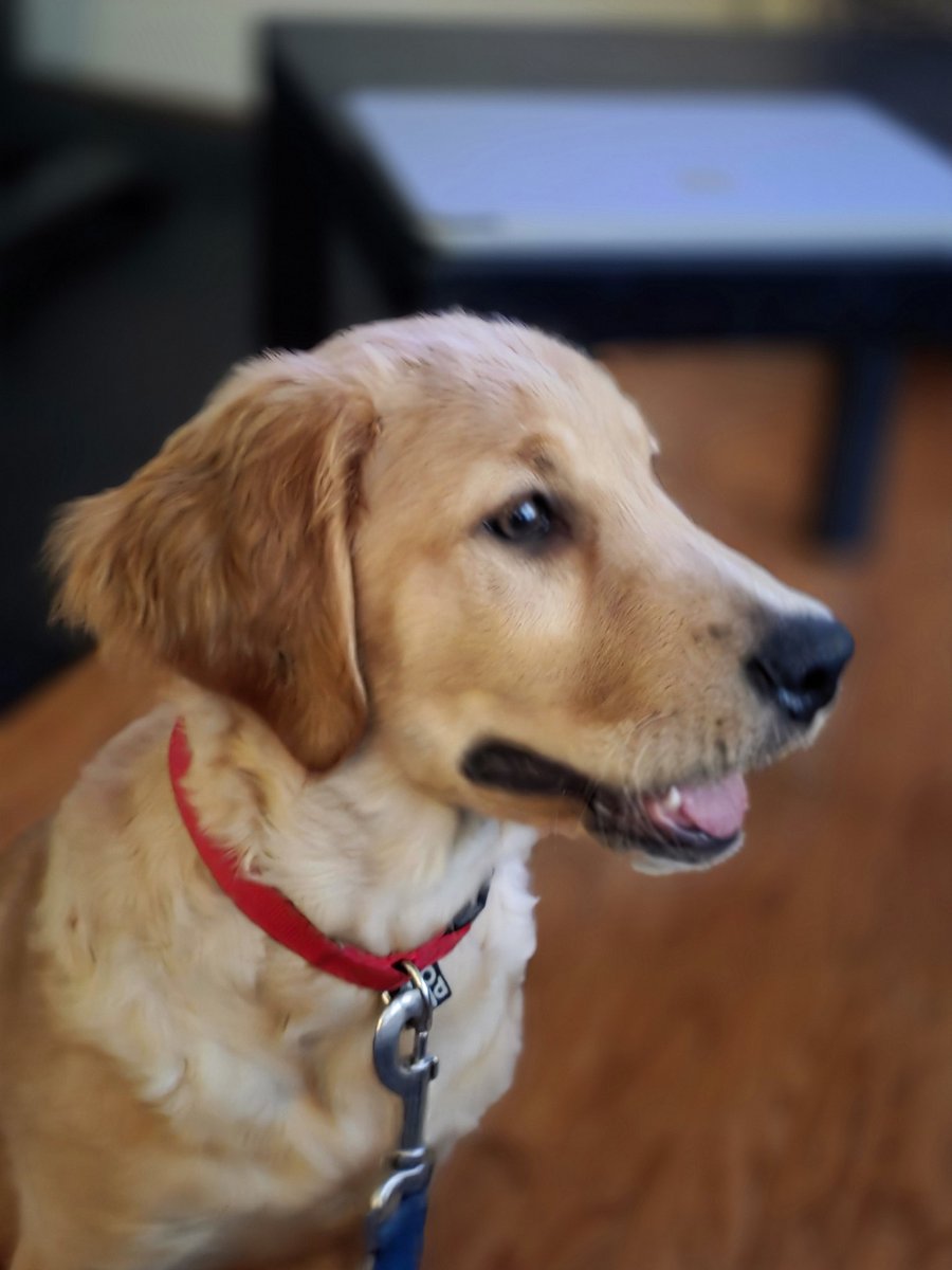 Good Morning from the Golden Retriever Channel.  Happy July 4th American!   We hope you and yours enjoy the day (Will only found a ginormous puptie- a fashion fauxpaw). Look for him Labor Day

#dogofX #July4  #dogsarefamily
(DogJocks.photos IG)