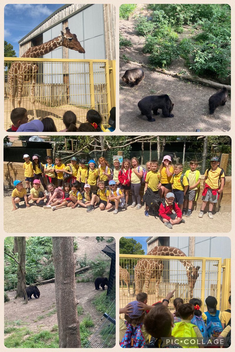 St David's RC Primary (@stdavidsrc2017) on Twitter photo Dosbarth dau had a wonderful time at Bristol Zoo project today #sdpsy2 <a href="/briszooproject/">Bristol Zoo Project</a> Dosbarth dau had a wonderful time at Bristol Zoo project today #sdpsy2 <a href="/briszooproject/">Bristol Zoo Project</a>