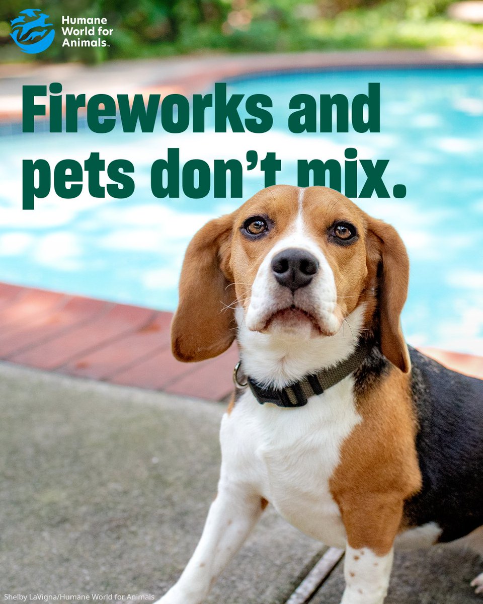 Many people enjoy the booming sounds and flashing colors of fireworks, but they can be terrifying, overwhelming⁠ and hazardous for both wild and domestic animals. 

Here are a few simple ways to keep both pets and wildlife safe during festivities. 👉 humaneworld.org/en/resources/f…
