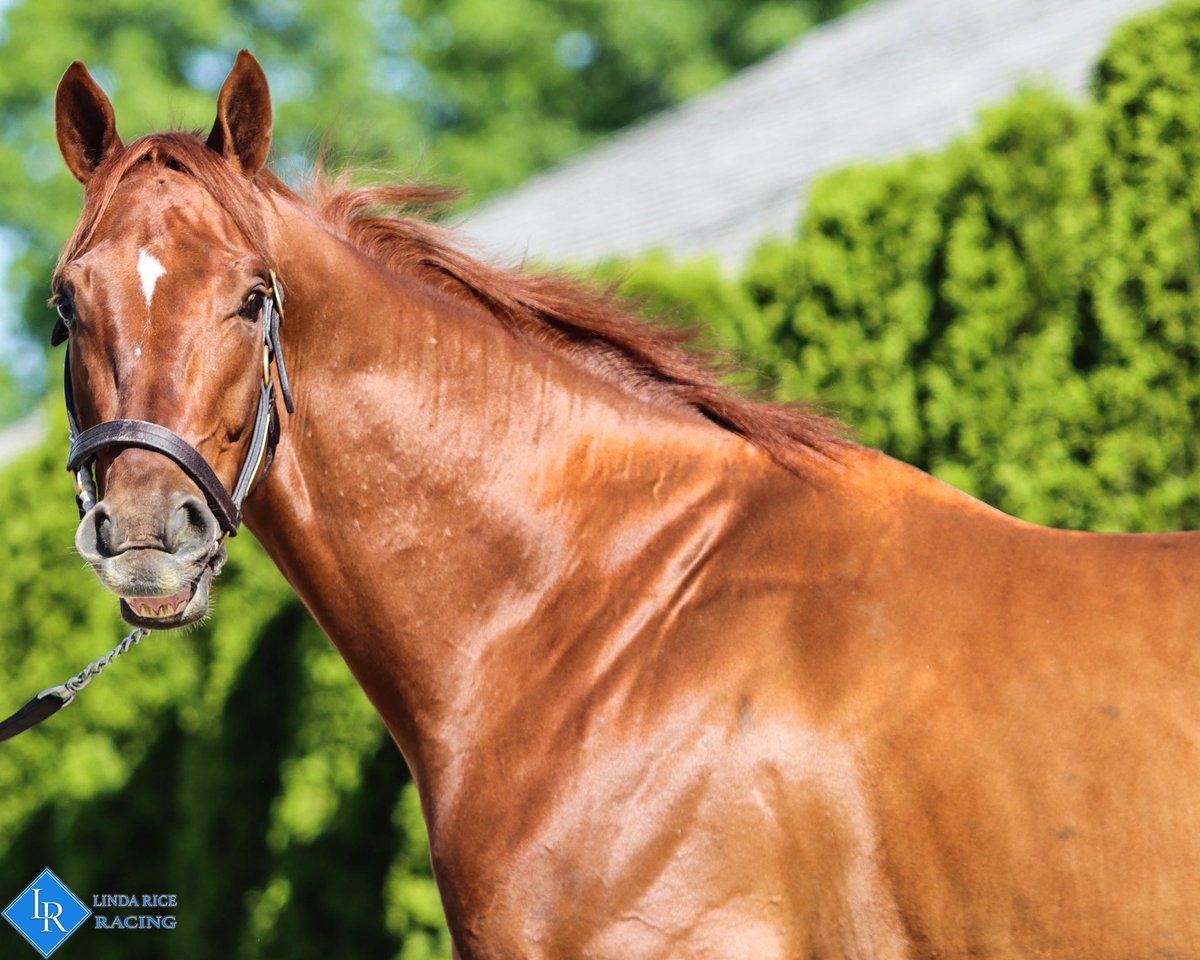 We have four in today on this July 4th card at Saratoga:
Acoustic Ave - R3
Vintage Vino - R4
Ranger Battalion - R5
Surveillance - R11
Good luck to the connections!