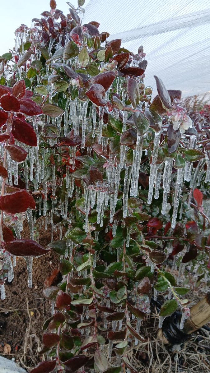 Mí especial agradecimiento al personal de <a href="/AprilisServices/">aprilis meteorological services</a> y a <a href="/MariscottiJavi/">Mariscotti Javier</a>  por su gran servicio y esos mapas son fundamentales para pronosticar heladas sobre todo 
Estas imágenes hablan por si sola de las heladas históricas en la pcia de Ctes -0,6°C.Gracias a los productores