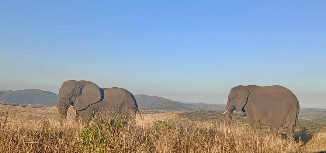 Nana and daughter Nandi enjoying a beautiful winter day in the new land. 🐘❤️