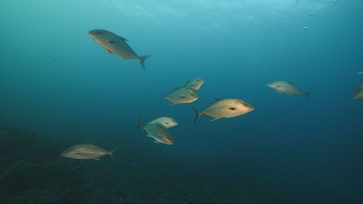 Agrosfera (@agrosfera_tve) on Twitter photo 🐟Los biólogos de <a href="/ulpgcresearch/">ULPGC Research</a> alertan de que los peces cada vez son mas pequeños. Para solucionarlo proponen aumentar el tallaje mínimo para las capturas.
🐙Además en Galicia se ha vuelto a pescar pulpo tras 1 mes de paro biológico y 2 de veda.
<a href="/RTVECanarias/">RTVECanarias</a>
<a href="/RTVEGalicia/">RTVEGalicia</a> 🐟Los biólogos de <a href="/ulpgcresearch/">ULPGC Research</a> alertan de que los peces cada vez son mas pequeños. Para solucionarlo proponen aumentar el tallaje mínimo para las capturas.
🐙Además en Galicia se ha vuelto a pescar pulpo tras 1 mes de paro biológico y 2 de veda.
<a href="/RTVECanarias/">RTVECanarias</a>
<a href="/RTVEGalicia/">RTVEGalicia</a>