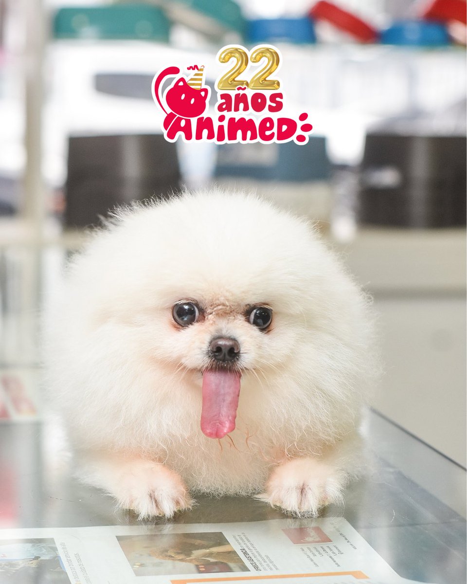 AnimedRD's tweet photo. ¡Y me quedé ají! 🎵 🤣😛 cuando me entero que por el aniversario de Animed tienen hasta hoy la oferta de baños con 22 % de descuento.
¡Vengan corriendo, que yo ya ando oloroso y más suave que una nube! 🐶🛁✨ https://t.co/RP0ExtKCJh