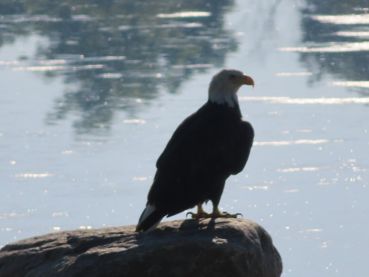 puttypalooza's tweet photo. You know you're livin' the dream when a bald eagle pays you a visit on the 4th of July. Happy Independence Day! 🦅 🇺🇸 https://t.co/VtnyqdWyzk