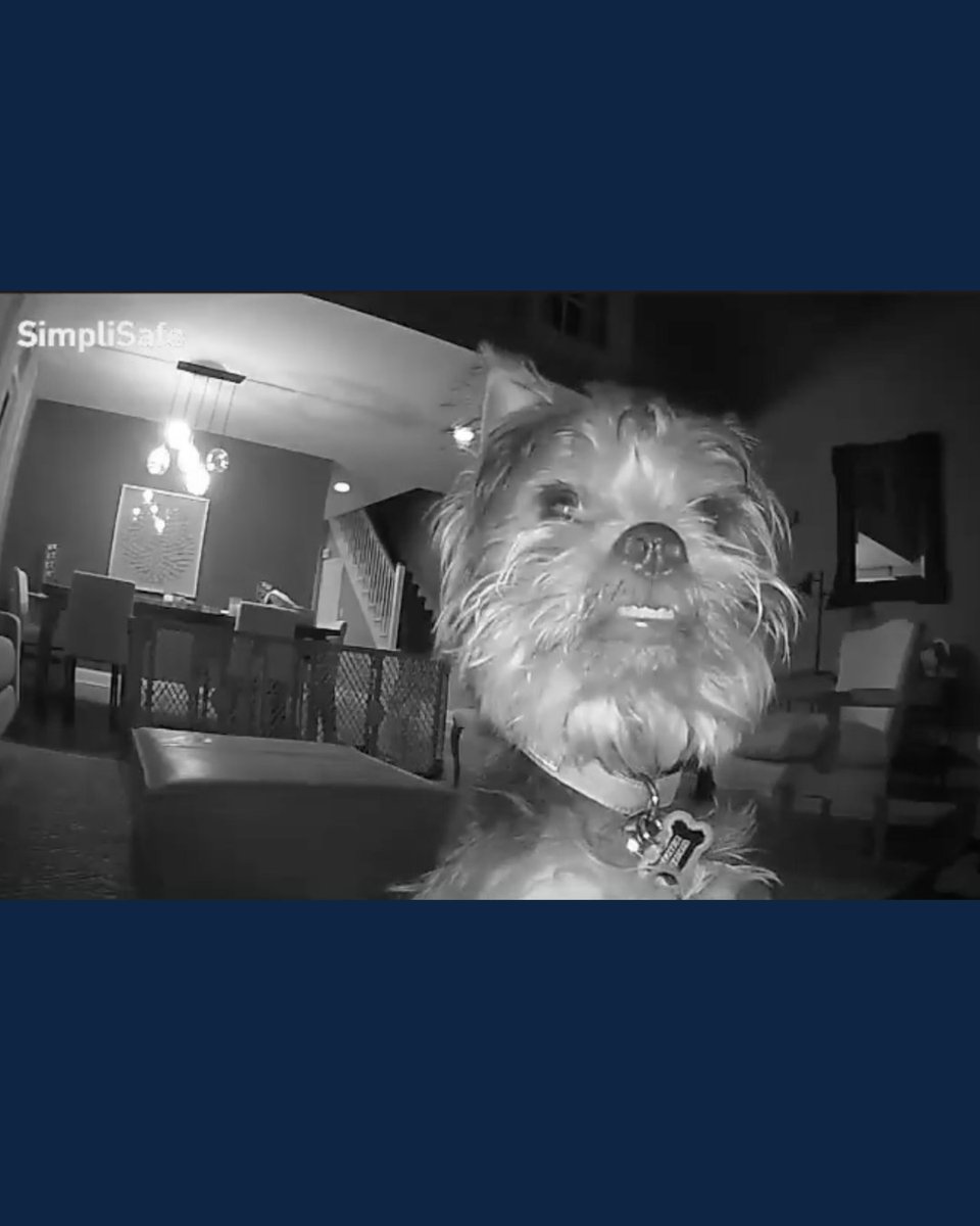 One of the best surprises there is in our eyes

📽️ @tyson_doggy_dogg