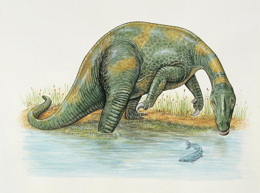 dinonostalgia's tweet image. Baryonyx, the heavy claw, was a theropod dinosaur from the Early Cretaceous of the UK.
It lived from 130 to 125 million years ago and could grow to 7.5 meters in length.