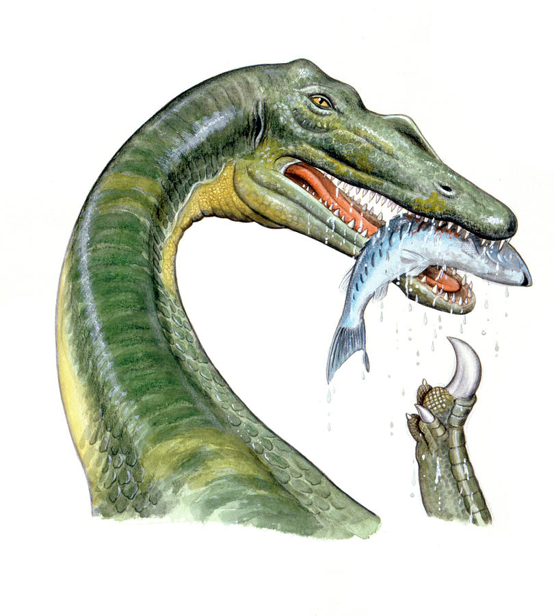 dinonostalgia's tweet image. Baryonyx, the heavy claw, was a theropod dinosaur from the Early Cretaceous of the UK.
It lived from 130 to 125 million years ago and could grow to 7.5 meters in length.