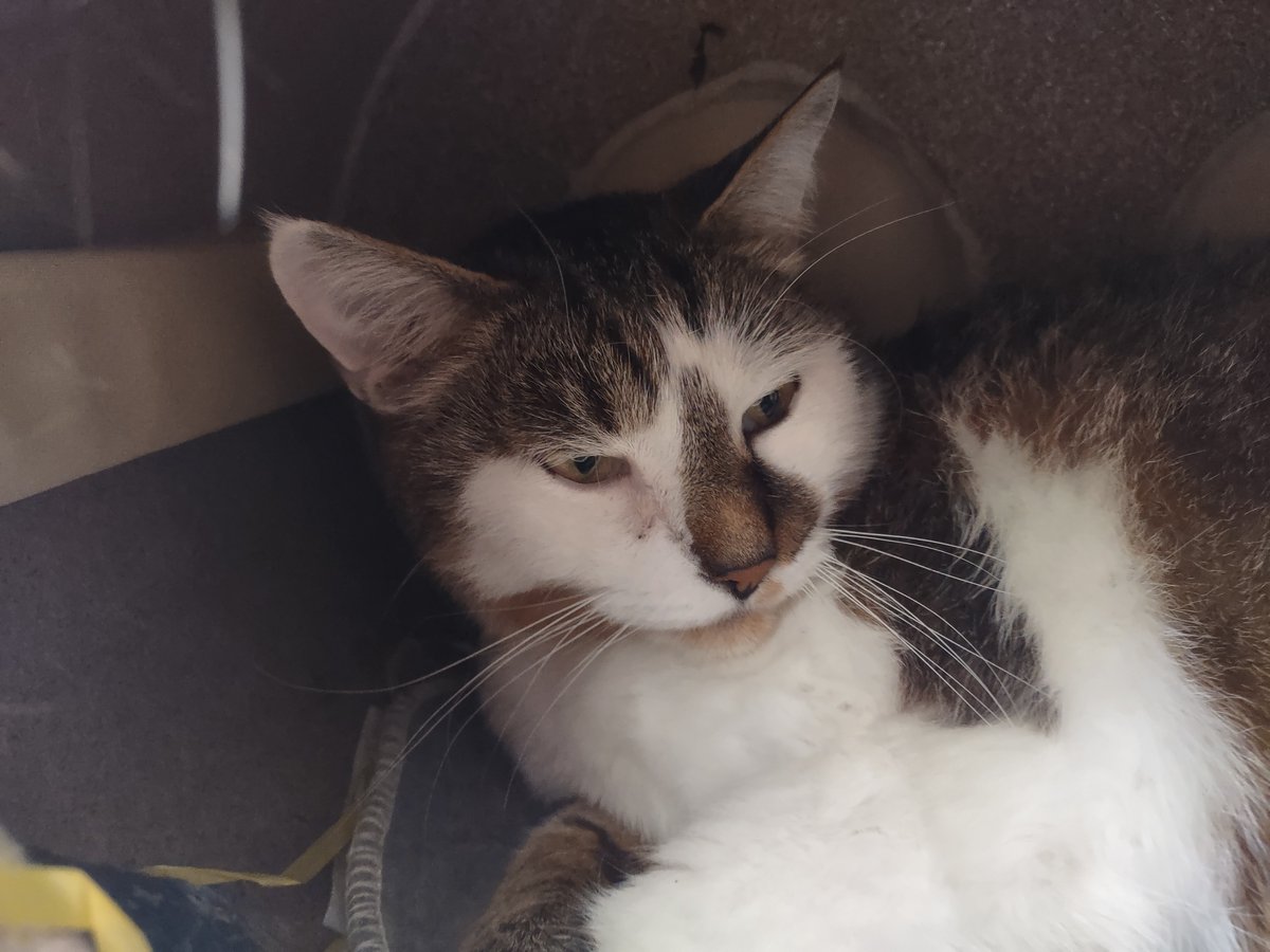 zinnia_elegans1's tweet image. Have a great summer weekend pals, it's time for a sleep #Hedgewatch, I love sleeping in this cave in the summer