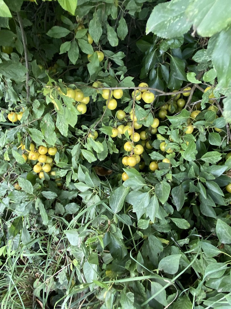 Krislefeuvre's tweet image. Mirabelle plum picking this afternoon.

We have four areas around the farm, mix of red &amp;amp; yellow plums.

Some boughs have broken there is so much fruit. Honestly think we could have over a tonne of fruit if we picked it all.

Going to try dehydrating this batch. #mirabelle
