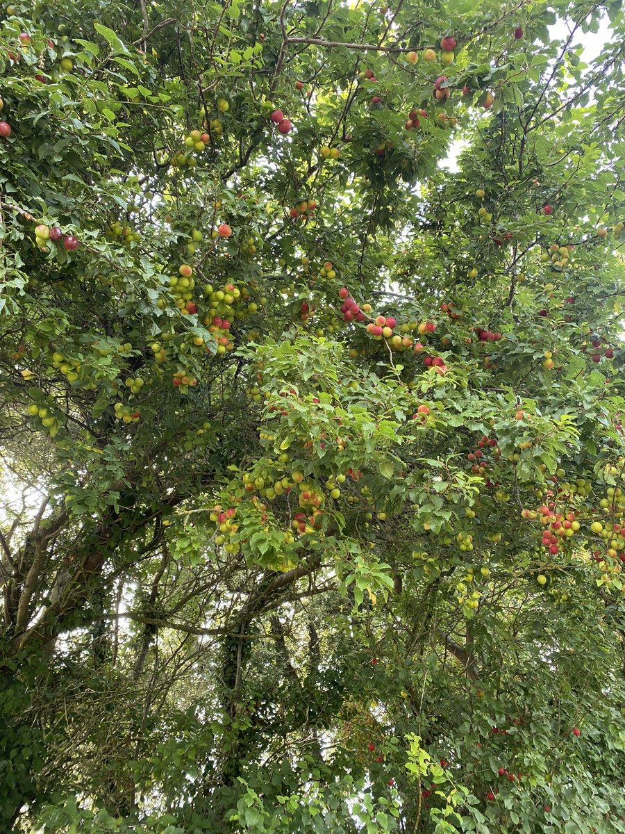 Krislefeuvre's tweet image. Mirabelle plum picking this afternoon.

We have four areas around the farm, mix of red &amp;amp; yellow plums.

Some boughs have broken there is so much fruit. Honestly think we could have over a tonne of fruit if we picked it all.

Going to try dehydrating this batch. #mirabelle