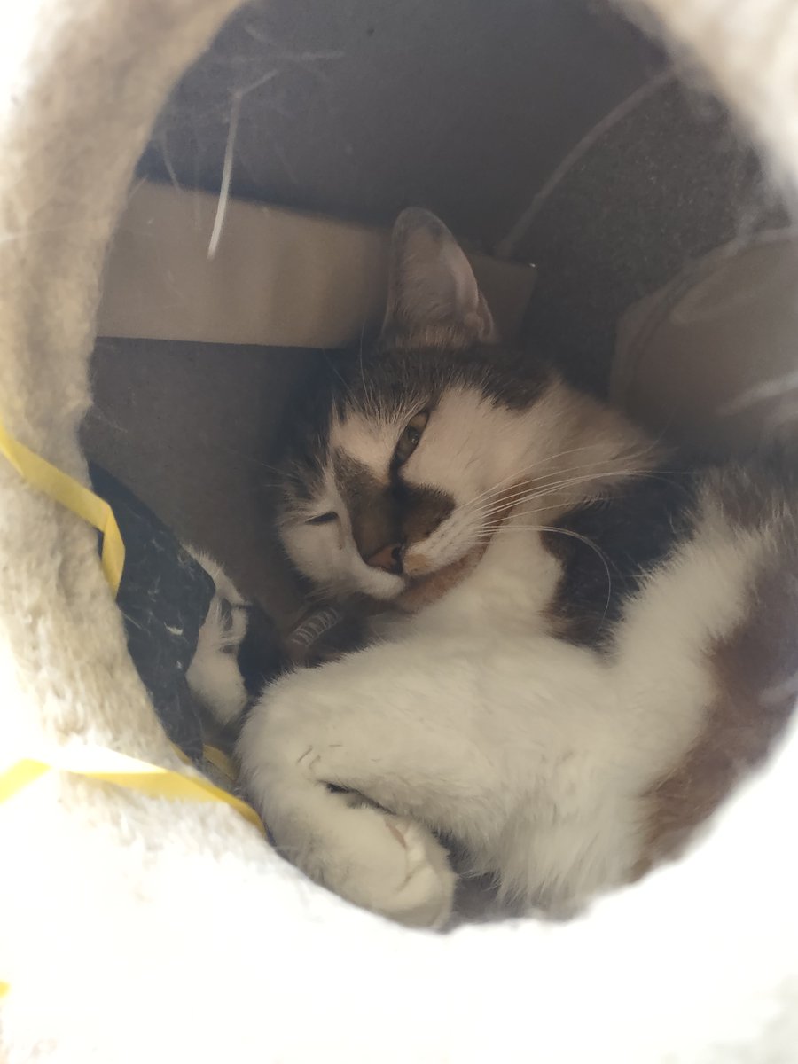 zinnia_elegans1's tweet image. Have a great summer weekend pals, it's time for a sleep #Hedgewatch, I love sleeping in this cave in the summer