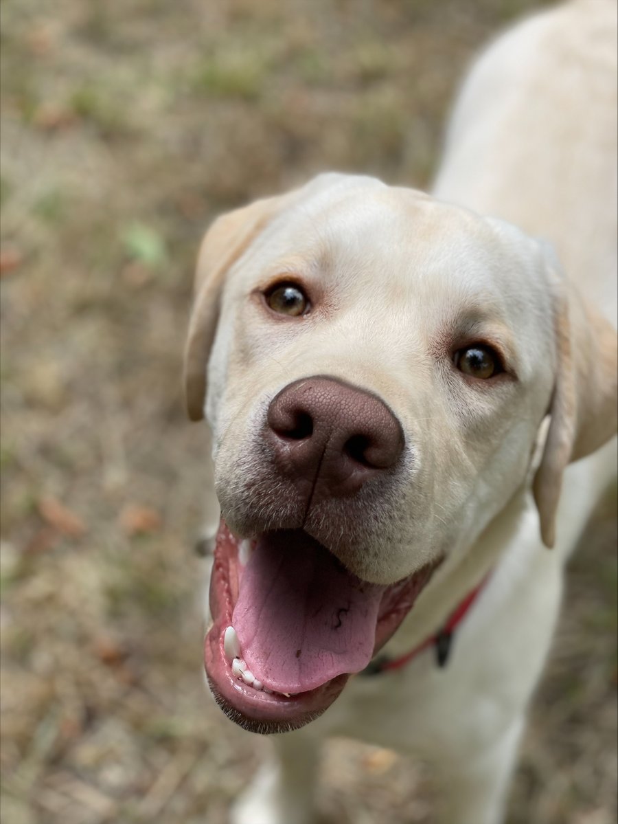 MedDetectDogs's tweet image. This happy boy is Scout, a 6 month old lifesaver in training.
He was named by Players of @PostcodeLottery from a shortlist chosen by staff and is enthusiastic, friendly and keen to learn and please.
He's perfecting his heelwork, recall and cues and starting to visit slightly…