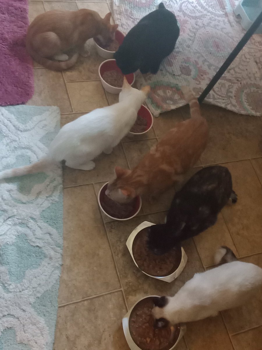 Darnell81Stella's tweet photo. FEED MY SIX PACK LOVE EVERY ONE OF THEM...AWE 🥰🥰🥰🥰 https://t.co/bPfOPWYJ1B