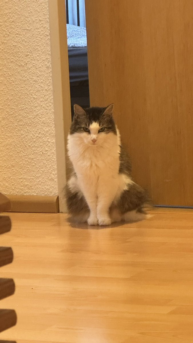 cos 🐀 tweet media