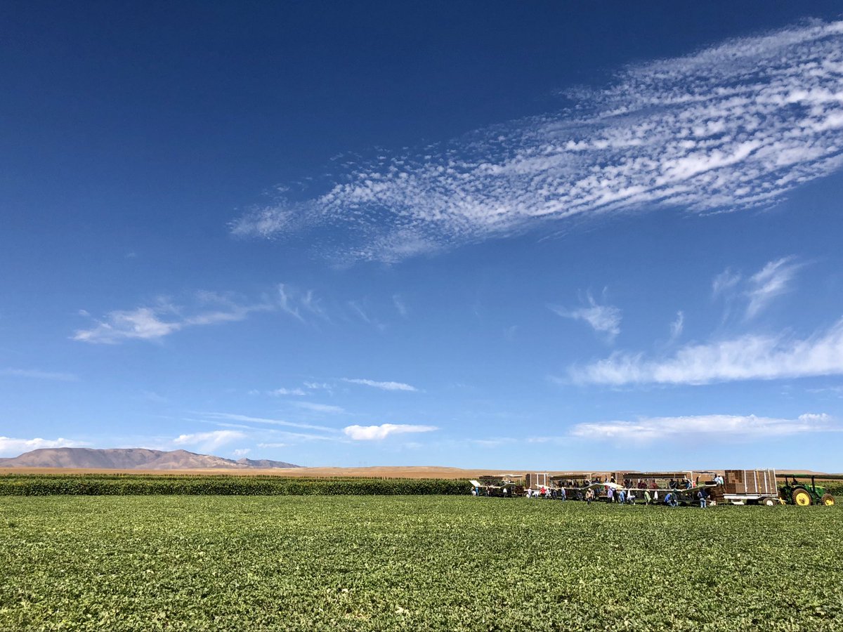 DelBosqueFarms's tweet image. For purple mountain majesties
Above the fruited plain!
America! America!
God shed his grace on thee
Happy Fourth, America!