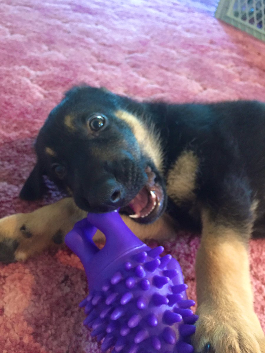donnah_13's tweet image. 8 years ago, I brought my best friend home!! Happy Gotcha Day, Zeus!🥳