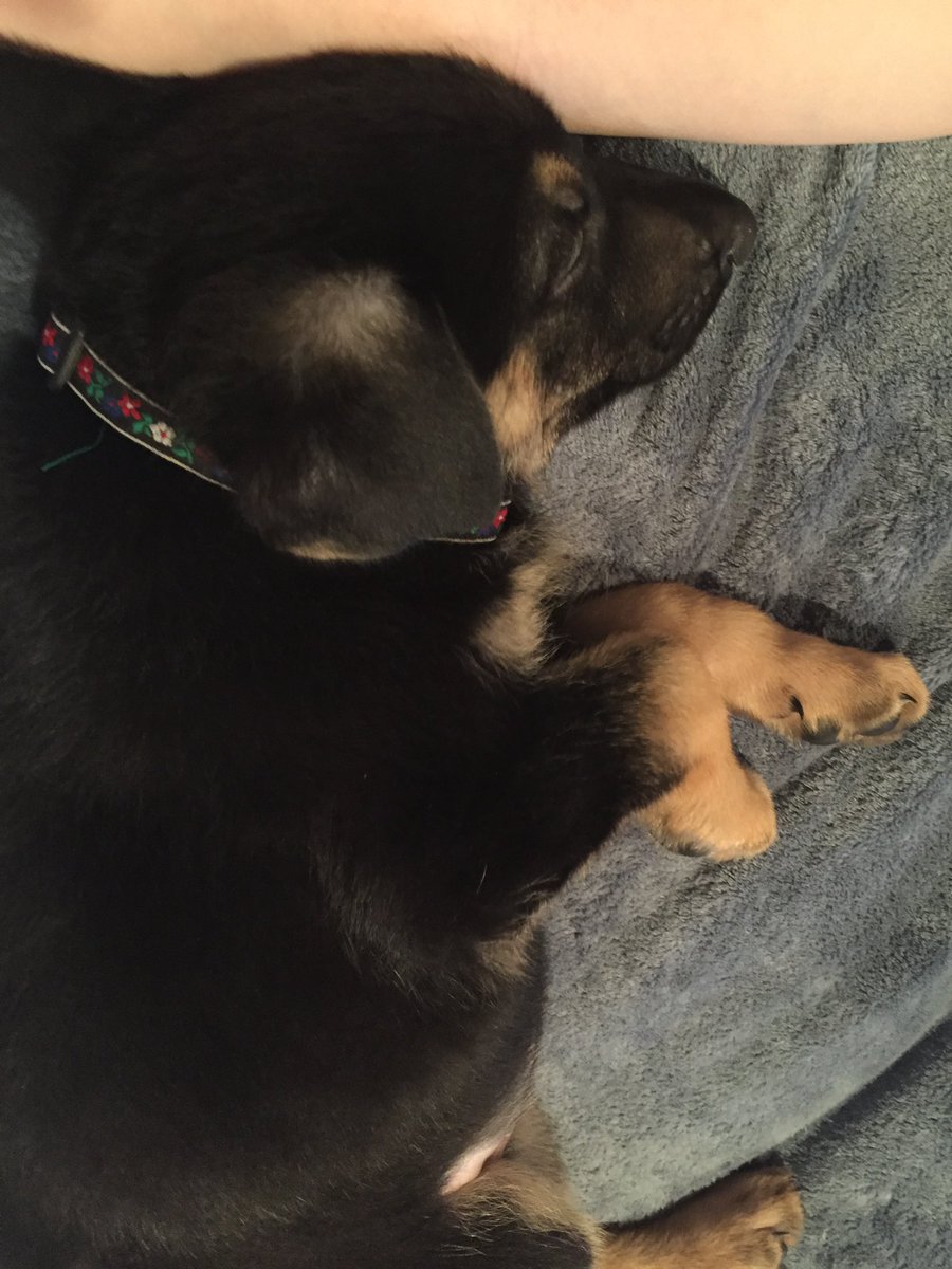 donnah_13's tweet image. 8 years ago, I brought my best friend home!! Happy Gotcha Day, Zeus!🥳