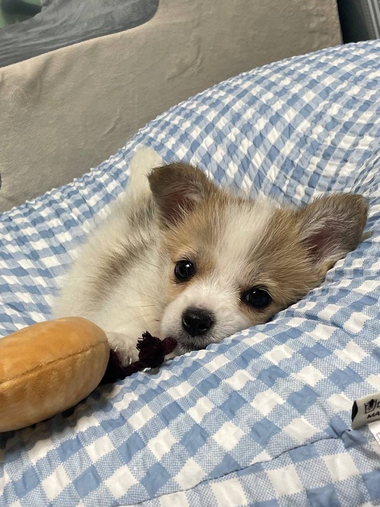 리얼 검은콩 세개 🐾