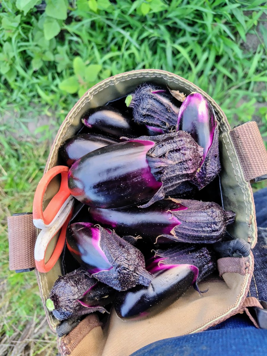 なすページ ナス - Search / X