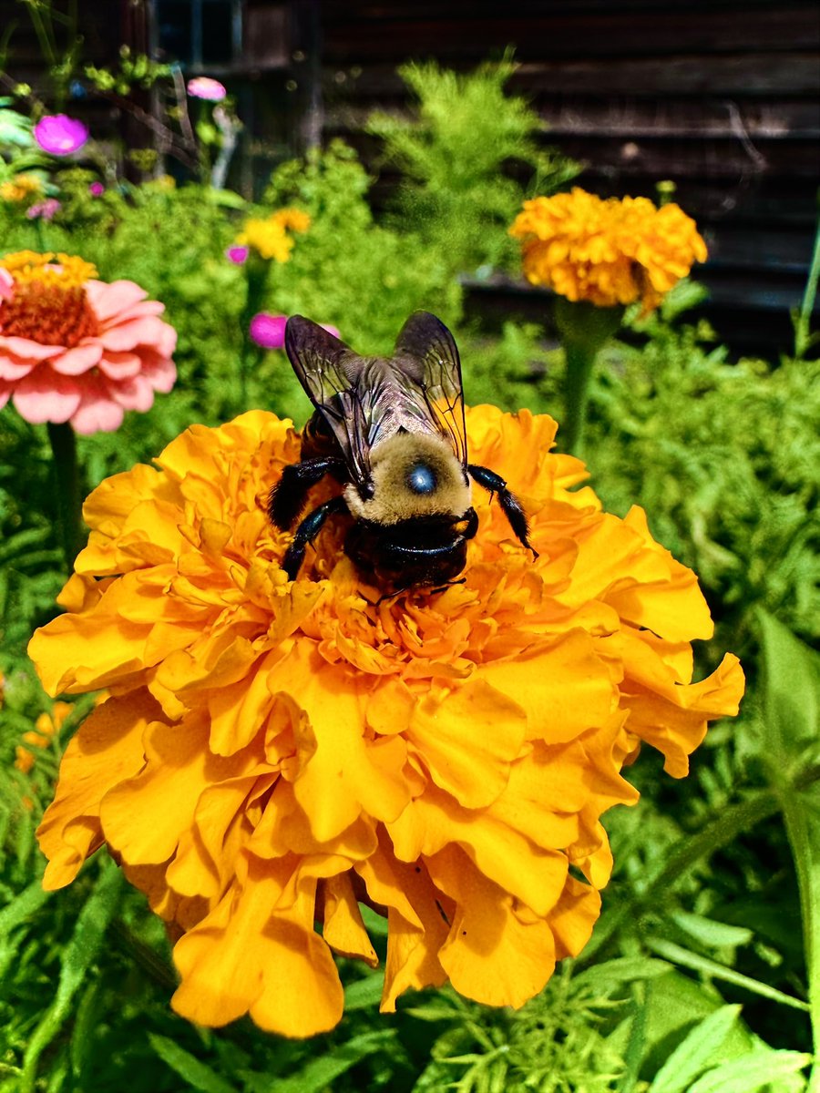 mythical_cap's tweet image. 