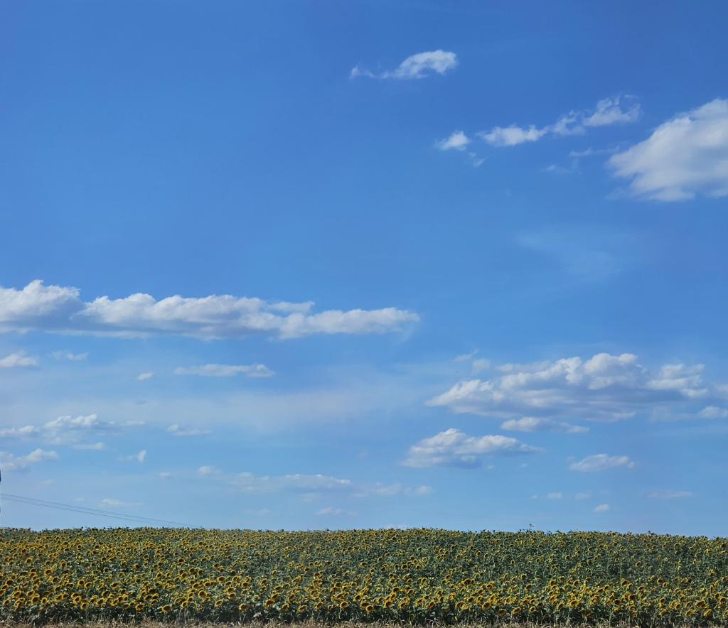 Der Sonnenblumenaufstand