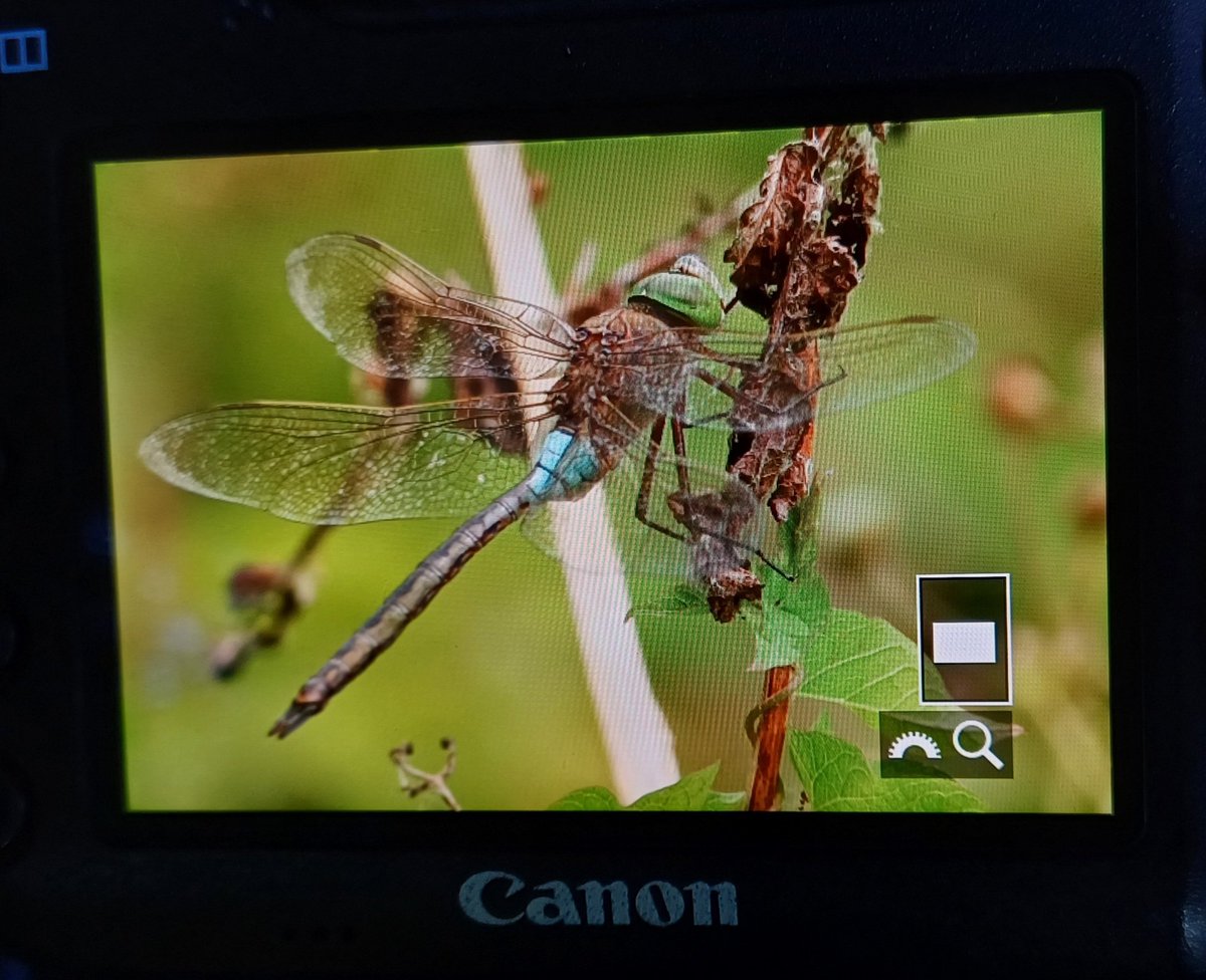 Marc Heath (@marcheathym007) on Twitter photo Excellent day out at Cliffe Marshes and New Hythe. Highlights included 3 Southern Emerald Damselfly, 2 Southern Migrant Hawker, c20 Lesser Emperor and c5 Norfolk Hawker. Photos to come. <a href="/BDSdragonflies/">British Dragonfly Society</a> <a href="/smallshire/">Dave Smallshire</a> <a href="/Britnatureguide/">The British Nature Guide</a> #Teamdragonfly Excellent day out at Cliffe Marshes and New Hythe. Highlights included 3 Southern Emerald Damselfly, 2 Southern Migrant Hawker, c20 Lesser Emperor and c5 Norfolk Hawker. Photos to come. <a href="/BDSdragonflies/">British Dragonfly Society</a> <a href="/smallshire/">Dave Smallshire</a> <a href="/Britnatureguide/">The British Nature Guide</a> #Teamdragonfly