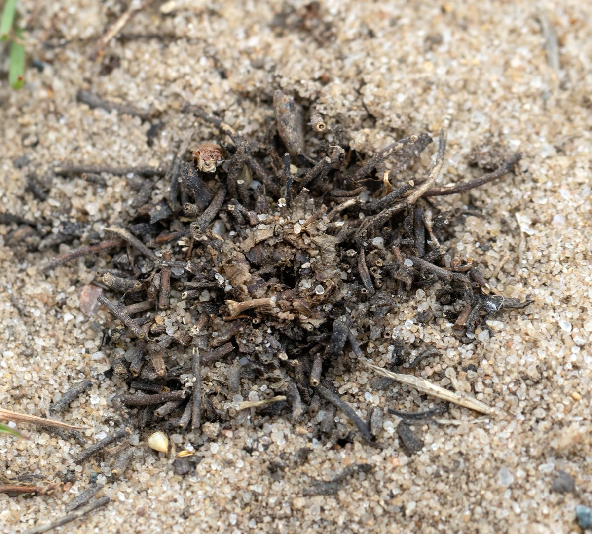 Steve "Whistling Joe" Everett (@whistling_joe) on Twitter photo Anyone any idea whose burrow this might be? It's in the sand of #DiggerAlley <a href="/RSPBMinsmere/">RSPB Minsmere π</a> but surrounded by bits of what look like dead vegetation - I certainly have no idea!
<a href="/RoyEntSoc/">Royal Entomological Society</a> <a href="/StevenFalk1/">Steven Falk</a> Anyone any idea whose burrow this might be? It's in the sand of #DiggerAlley <a href="/RSPBMinsmere/">RSPB Minsmere π</a> but surrounded by bits of what look like dead vegetation - I certainly have no idea!
<a href="/RoyEntSoc/">Royal Entomological Society</a> <a href="/StevenFalk1/">Steven Falk</a>