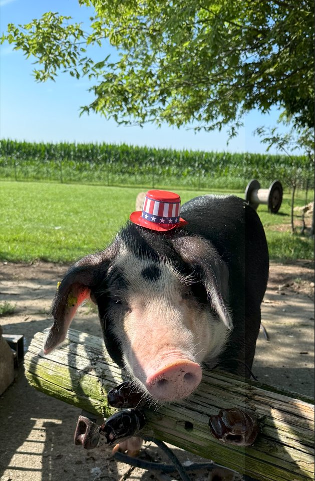 IndianaChemist's tweet image. Happy 4th of July! Even our furry friends like to celebrate our Stars and Stripes! 🥰
#july4thweekend #OISC