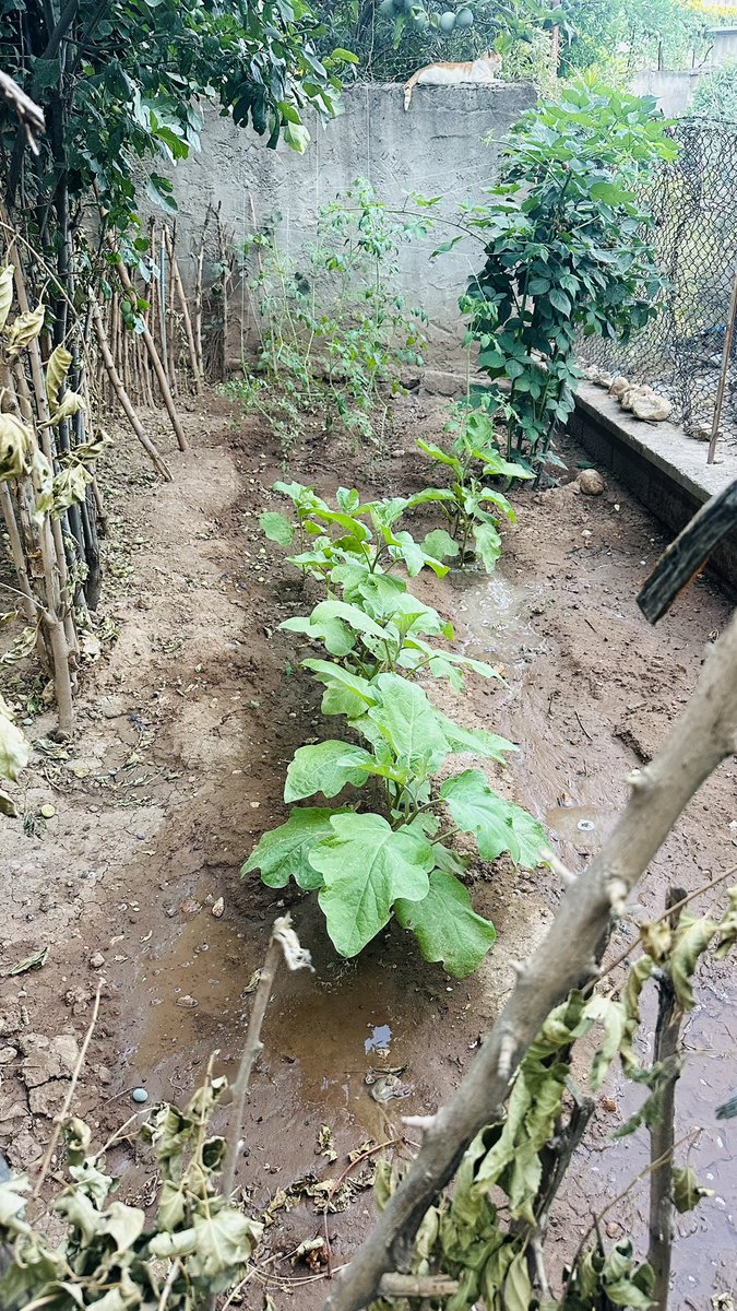 Yeşertmeye devam ediyoruz 2. Yıl 2 katı büyüdük