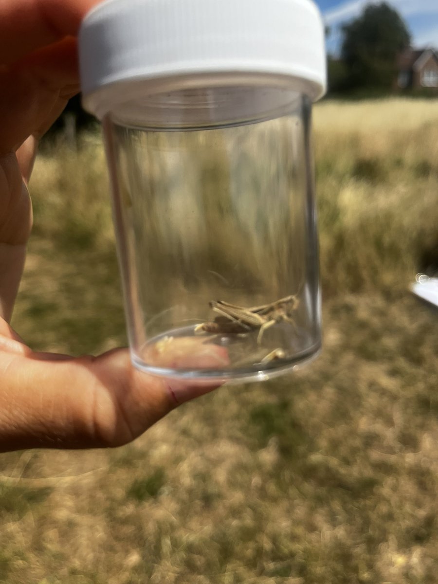CCJuniorY2's tweet photo. #CCJYear2 found a grasshopper, newt ,water boatmen as well as a lot of different insects! We explored woods, a meadow, a copse and pond looking at the wildlife that lives in each habitat. #CCJuniors #CCThrive #CCLoveofLearning https://t.co/5VNSpLyXWj