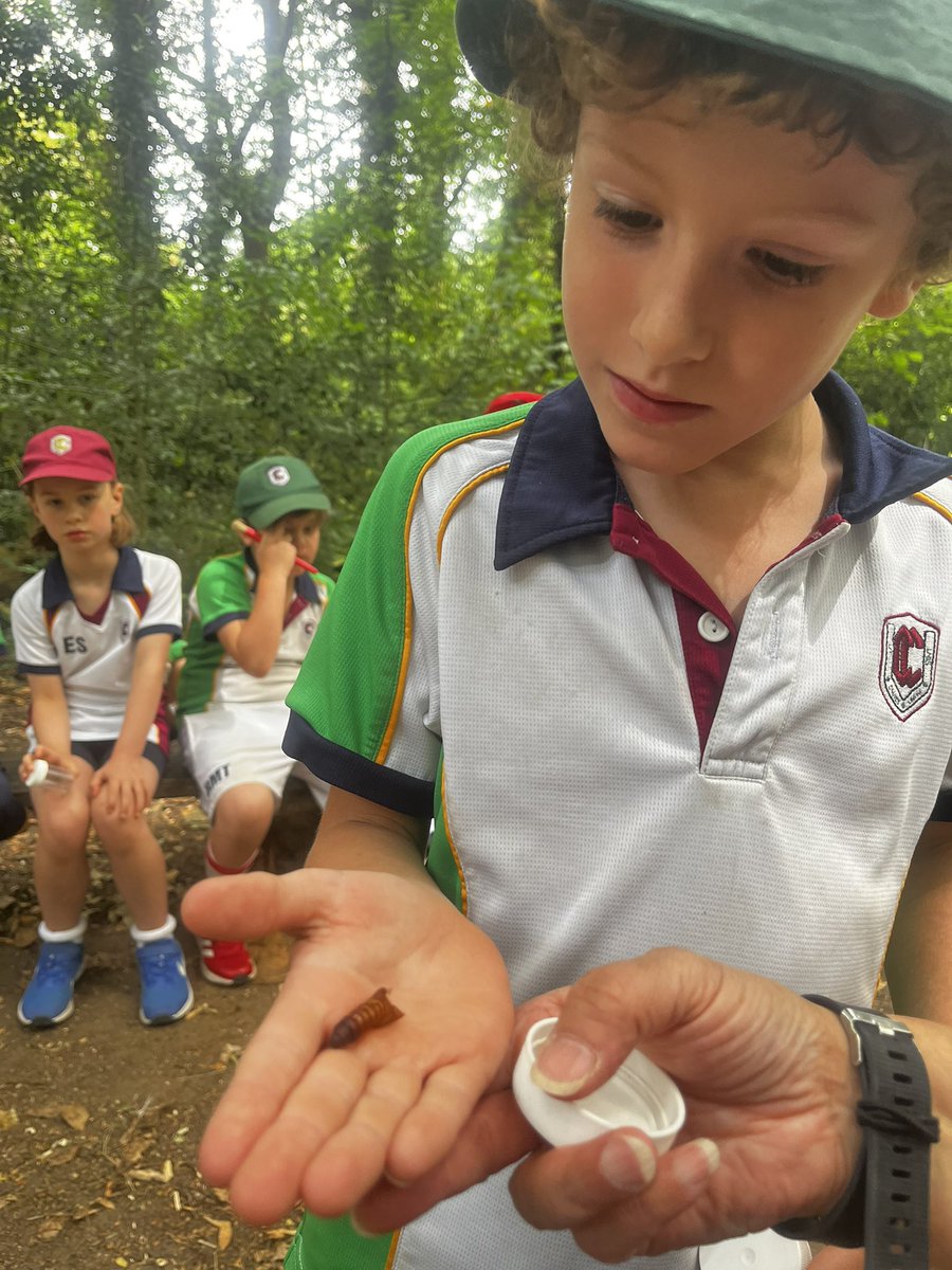 CCJuniorY2's tweet photo. #CCJYear2 found a grasshopper, newt ,water boatmen as well as a lot of different insects! We explored woods, a meadow, a copse and pond looking at the wildlife that lives in each habitat. #CCJuniors #CCThrive #CCLoveofLearning https://t.co/5VNSpLyXWj